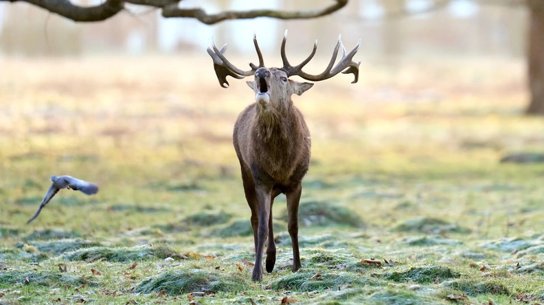 Stag Deer calls, Bushy Park, London, England, UK